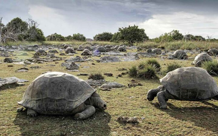 Tartarugas-gigantes de Aldabra chegam a 180 mil, o maior número já registrado