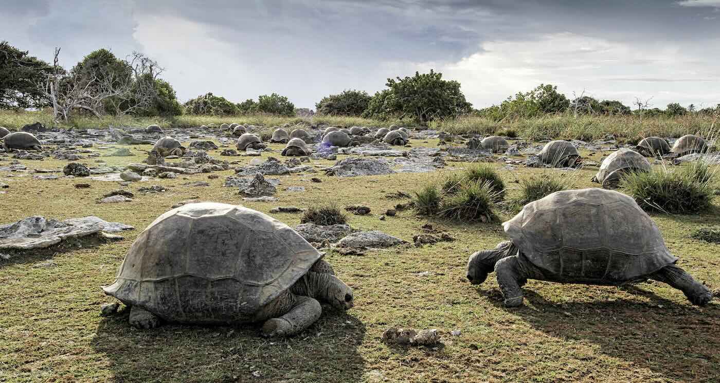 Tartarugas-gigantes de Aldabra chegam a 180 mil, o maior número já registrado