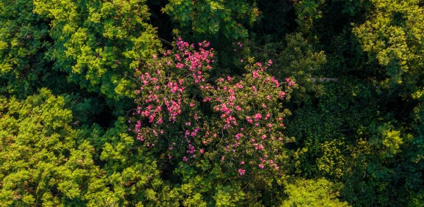 Florestas que renascem sozinhas expulsam aos poucos as árvores invasoras, mostra estudo