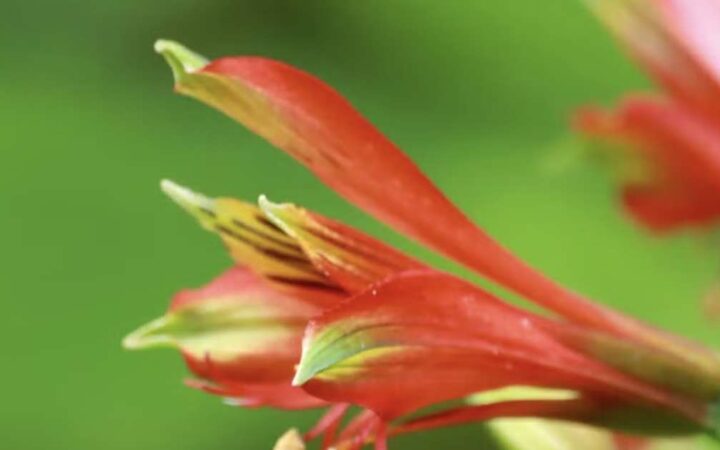 Fotos feitas numa trilha da Serra Catarinense revelam uma flor nova para a ciência