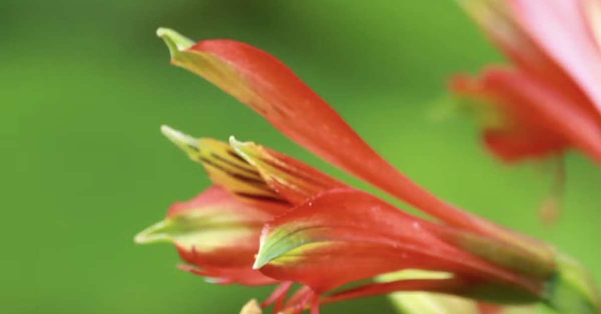 Fotos feitas numa trilha da Serra Catarinense revelam uma flor nova para a ciência