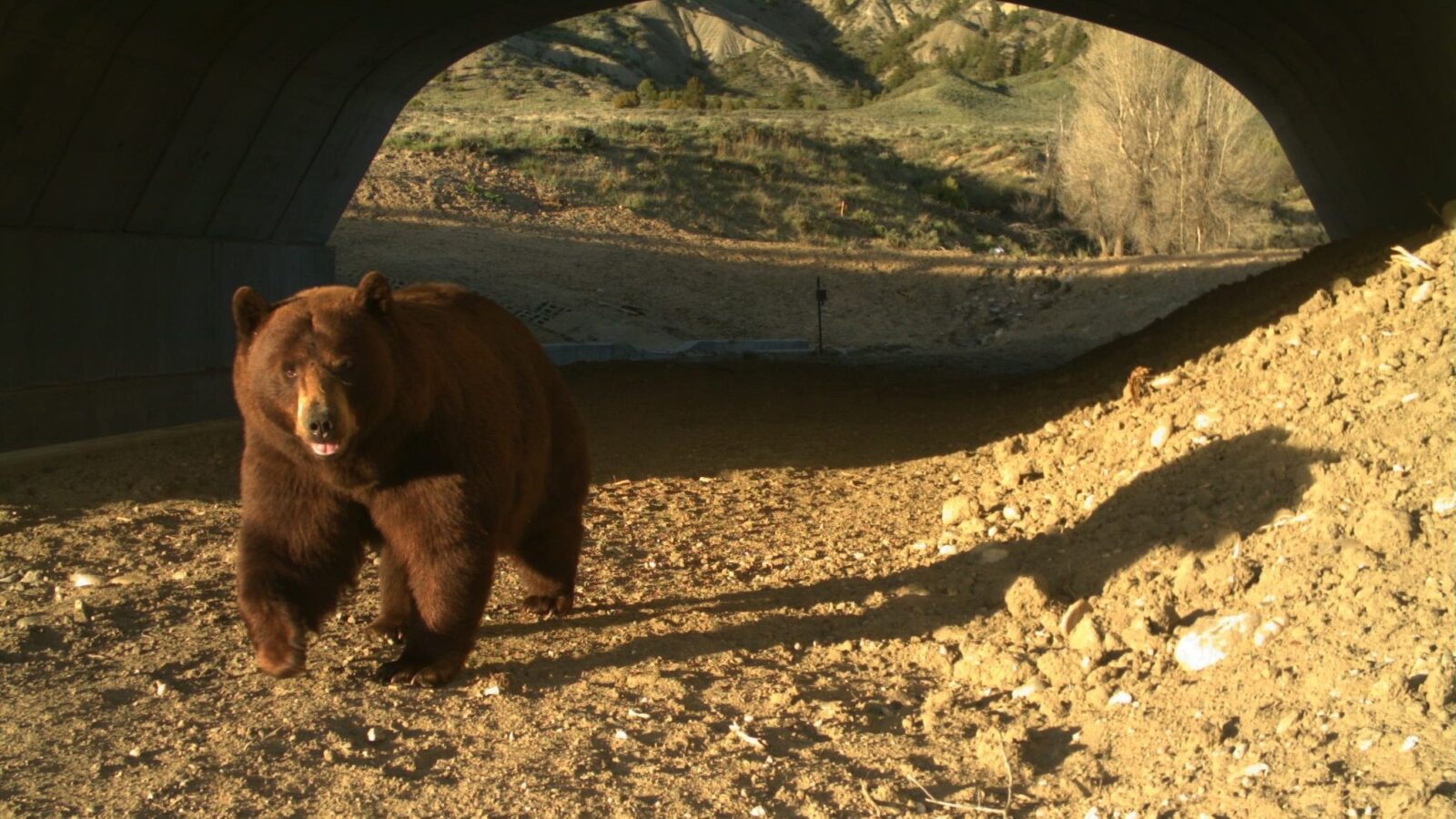 Ponte só para animais sobre rodovia do Colorado reduz atropelamentos em 91%
