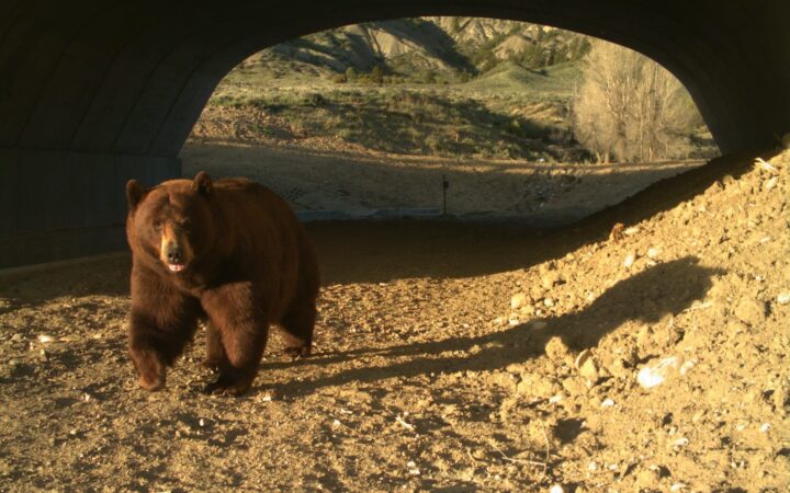 Ponte só para animais sobre rodovia do Colorado reduz atropelamentos em 91%