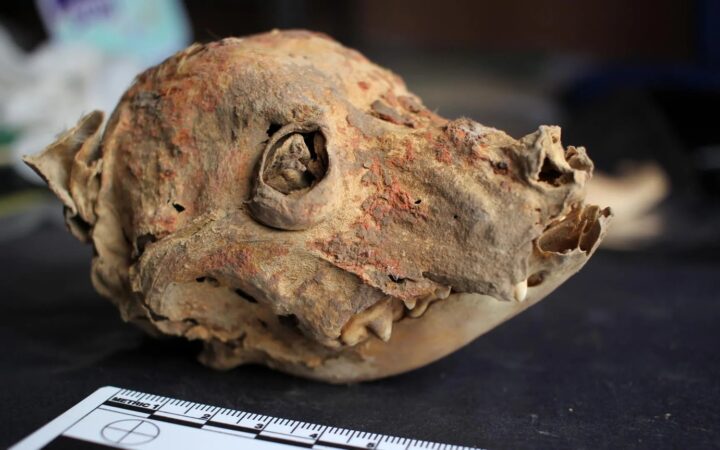 Cães sem pelo de 1.200 anos contam como era a vida num antigo império do Peru