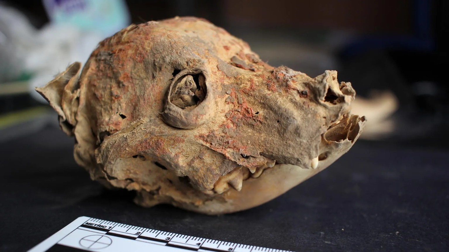 Cães sem pelo de 1.200 anos contam como era a vida num antigo império do Peru