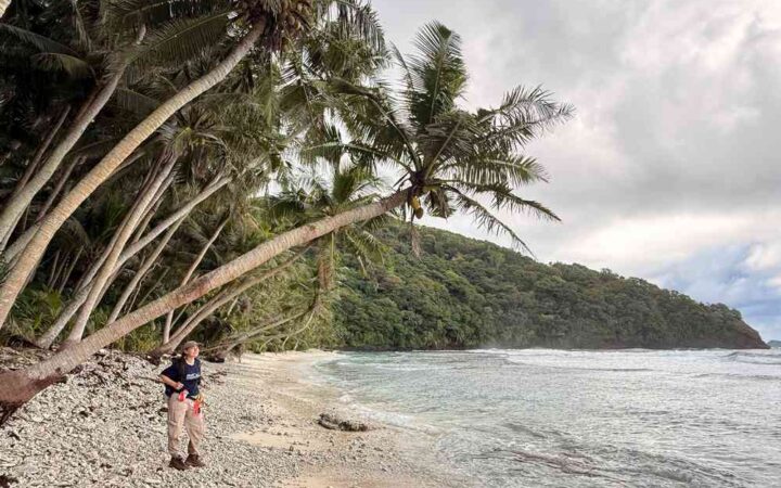 Ilha de Samoa volta a florescer um ano depois da retirada de ratos e porcos invasores