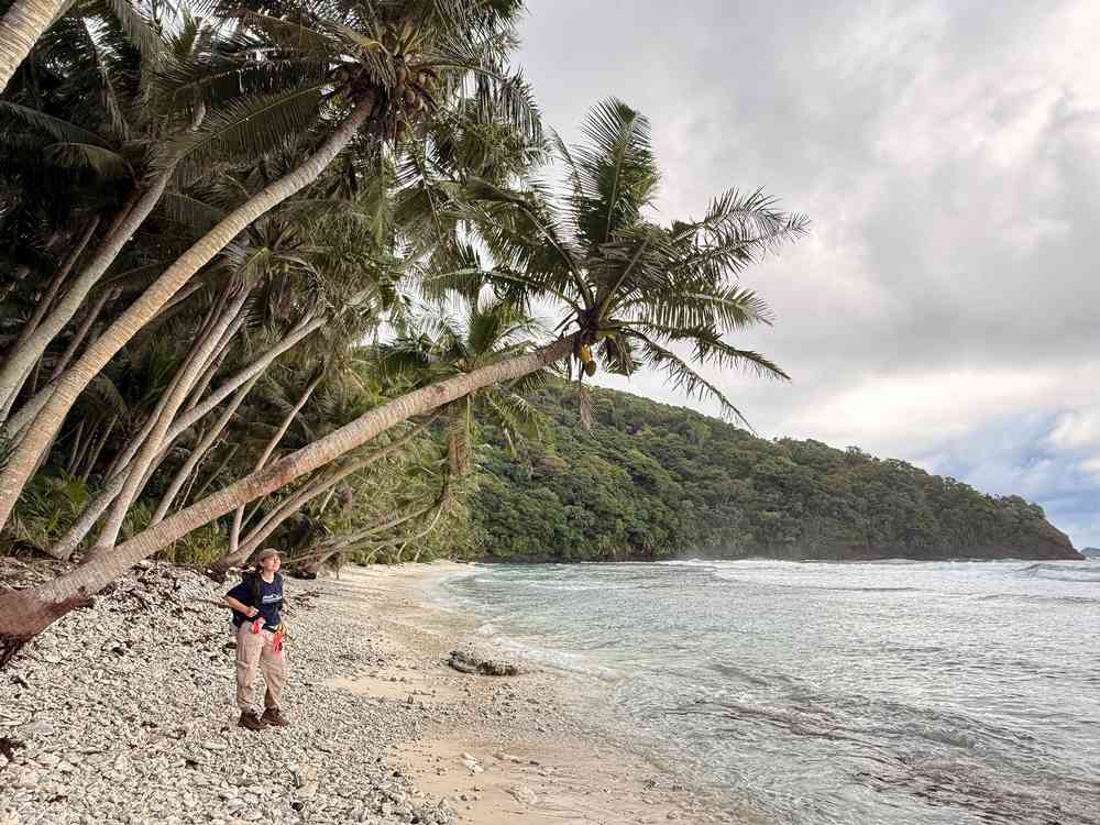Ilha de Samoa volta a florescer um ano depois da retirada de ratos e porcos invasores