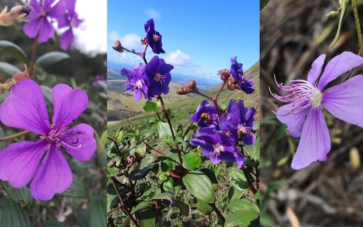 Três plantas novas para a ciência são descobertas nas pedras da Mata Atlântica