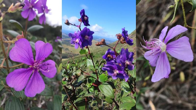 Três plantas novas para a ciência são descobertas nas pedras da Mata Atlântica