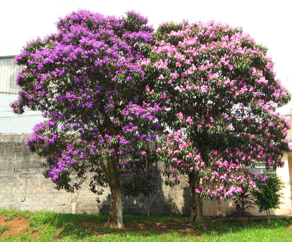 Quaresmeiras em flor: as três novas espécies são do mesmo gênero, Pleroma