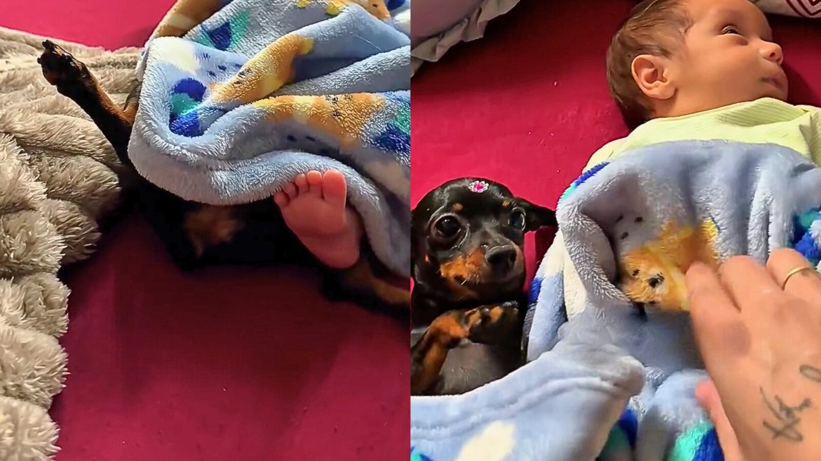 Pinscher do tamanho de um bichinho de pelúcia vira guardiã de bebê em Minas