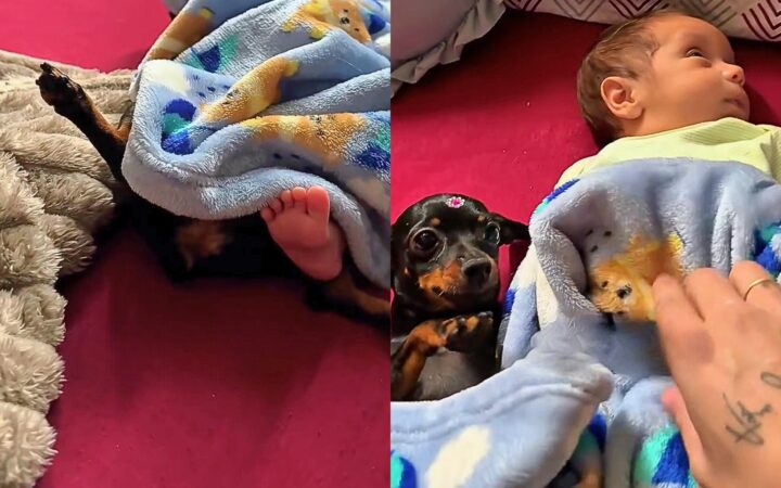Pinscher do tamanho de um bichinho de pelúcia vira guardiã de bebê em Minas