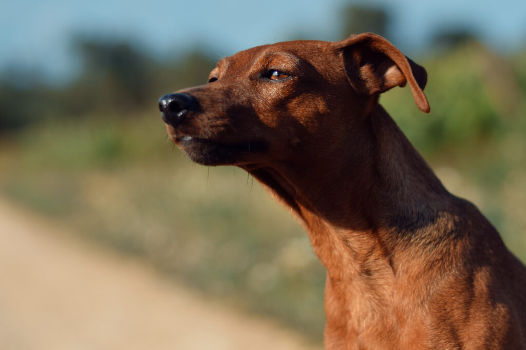 Uma pinscher miniatura: a raça é pequena, fiel e sensível, segundo especialistas