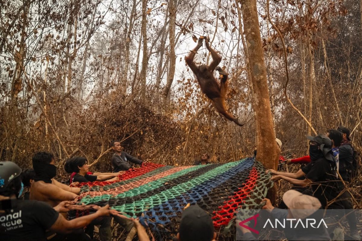 Equipes salvam 51 orangotangos dos incêndios em Bornéu, e oito já voltaram à floresta