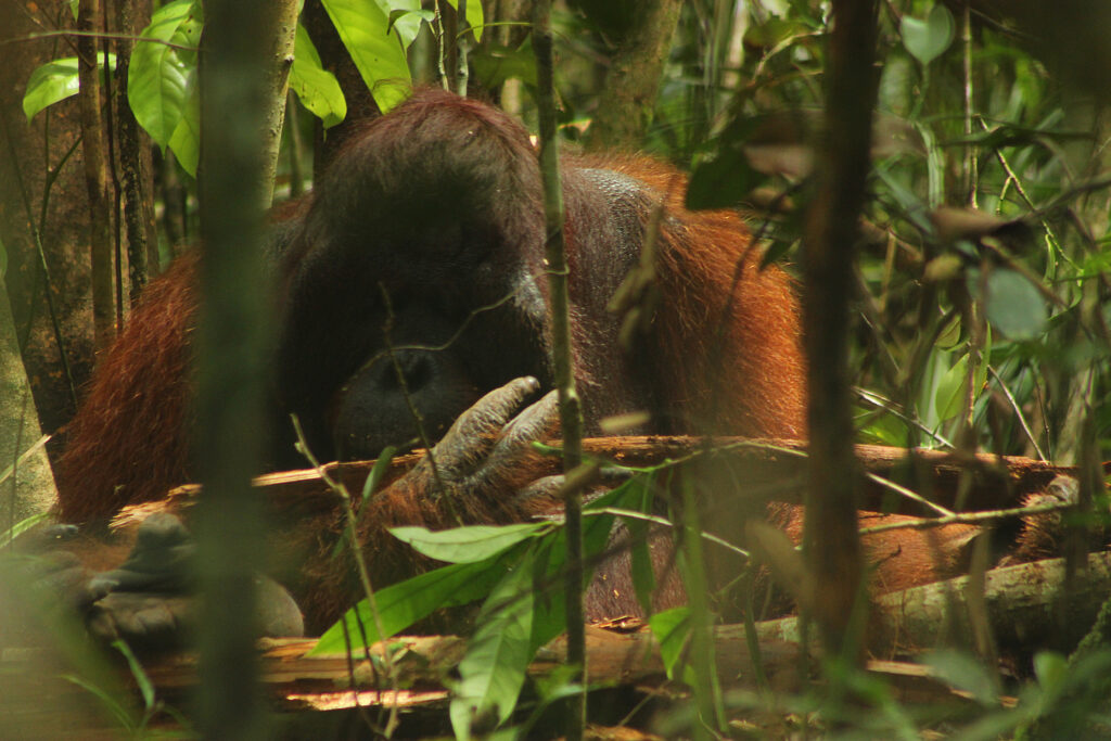 Orangotango-de-bornéu em Kalimantan, na parte indonésia da ilha