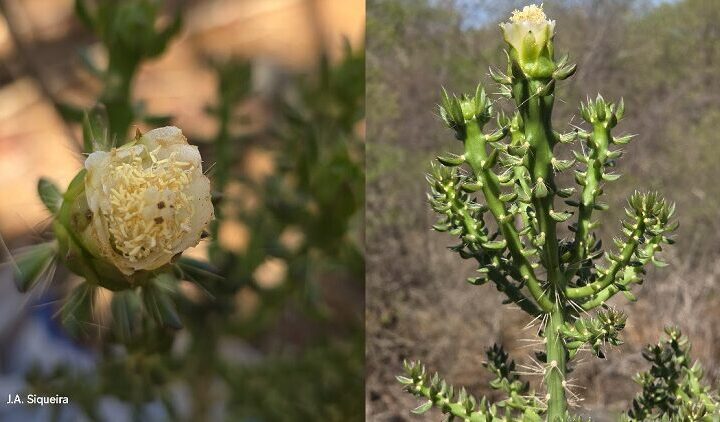 Cacto de flor branca que abre à noite é descoberto na Caatinga baiana após um século