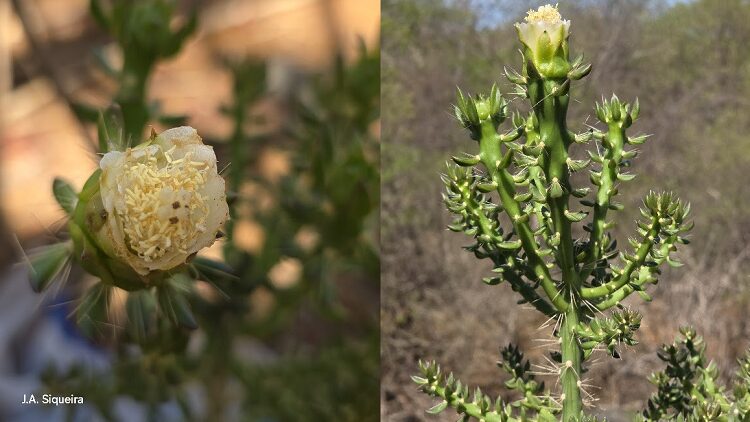 Cacto de flor branca que abre à noite é descoberto na Caatinga baiana após um século