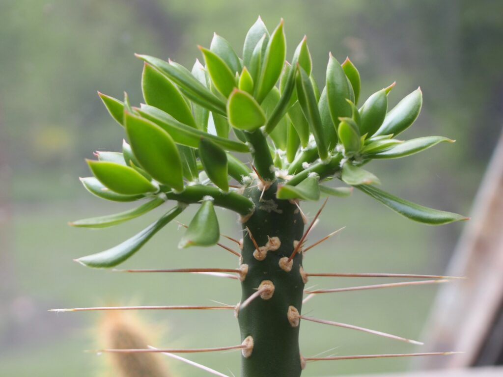 Quiabentia zehntneri, parente da nova espécie descrita em 1919, cultivada em jardim botânico na Polônia