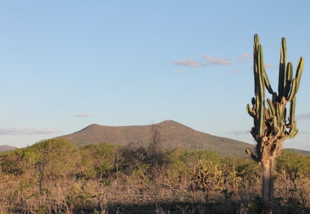 Paisagem de Caatinga no município de Uauá, no sertão da Bahia