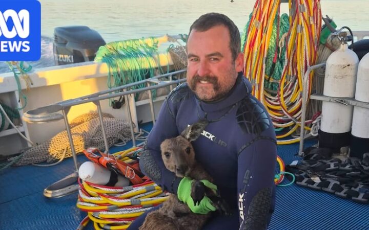 Pescadores veem canguru nadando a 3 km da costa australiana e o tiram do mar