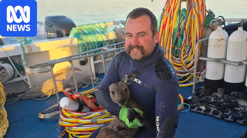 Pescadores veem canguru nadando a 3 km da costa australiana e o tiram do mar