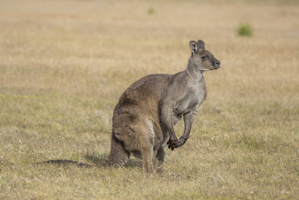 Canguru-cinzento-ocidental macho, espécie comum no sul da Austrália