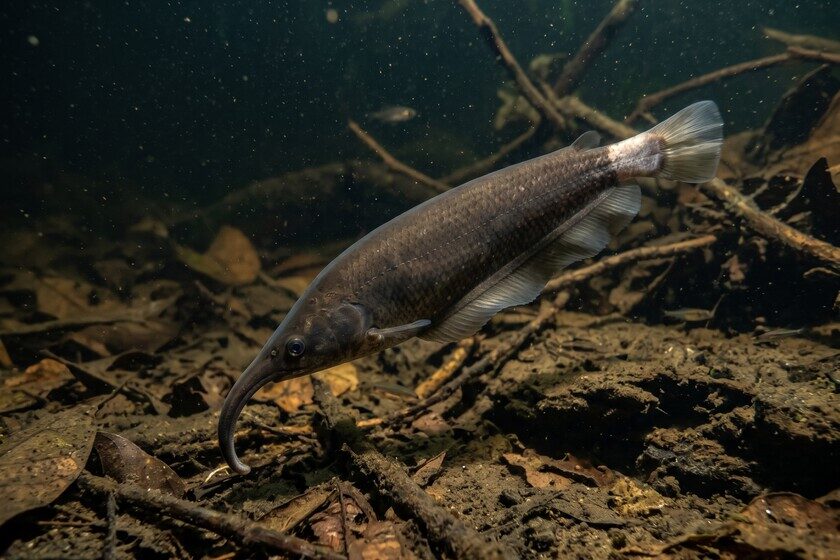 Peixe elétrico do Rio Tefé usa eletricidade para enxergar no escuro da Amazônia