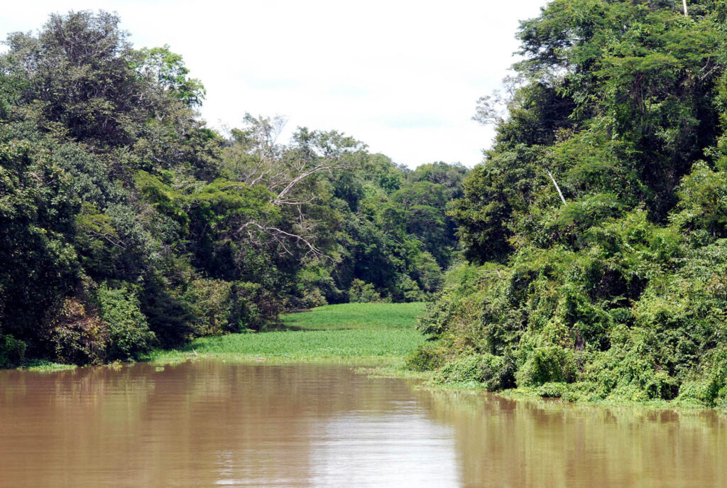 O Rio Tefé, no Amazonas, onde vive o peixe elétrico curumim