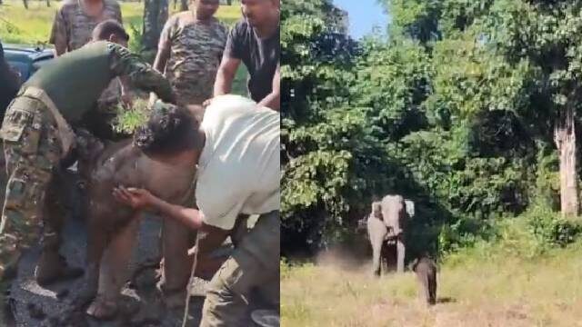 Filhote de elefante cai em tanque, se perde da mãe e equipe a encontra depois de 7 horas