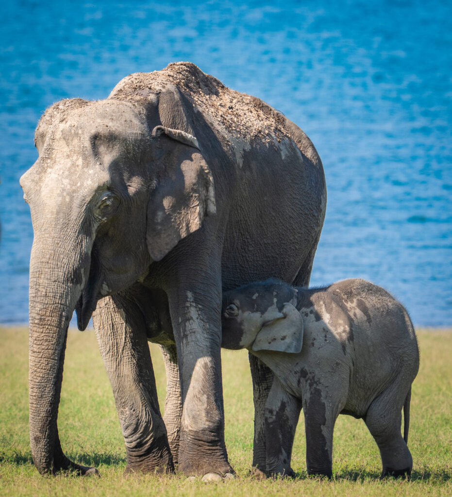 Filhote de elefante-asiático mama junto da mãe num parque nacional da Índia