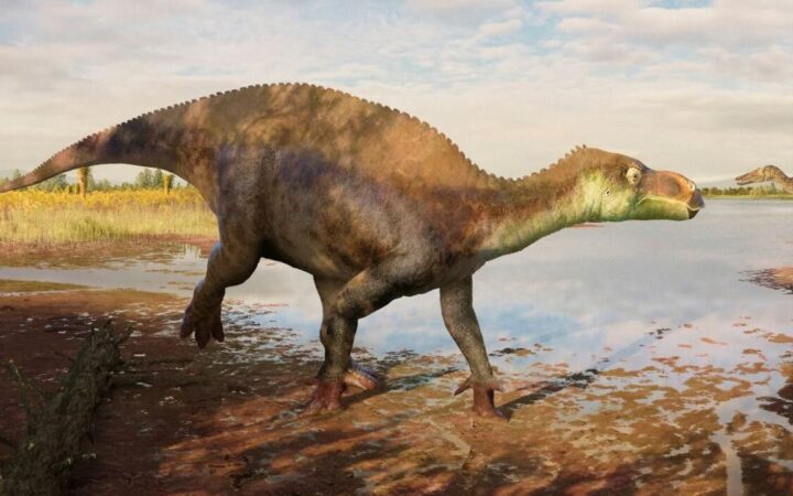 Fóssil guardado há 25 anos em museu de Londres revela um dinossauro novo