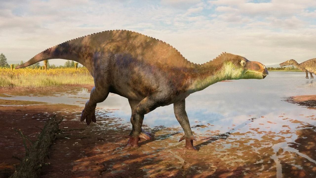 Fóssil guardado há 25 anos em museu de Londres revela um dinossauro novo