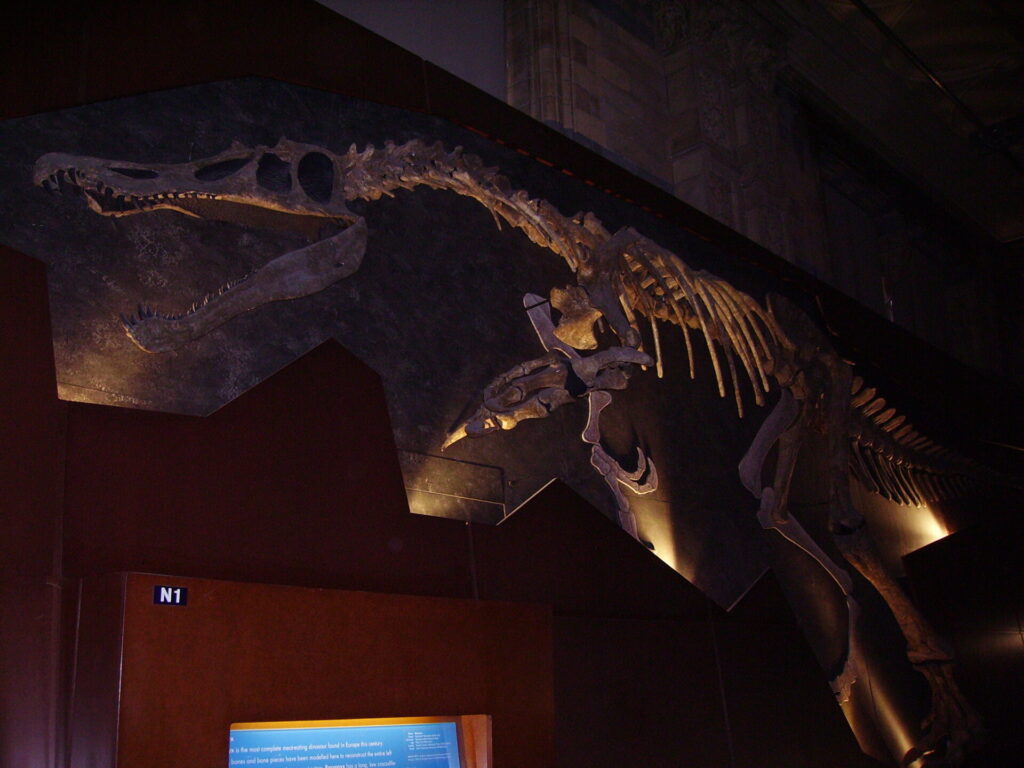 Esqueleto do Baryonyx exposto no Museu de História Natural de Londres