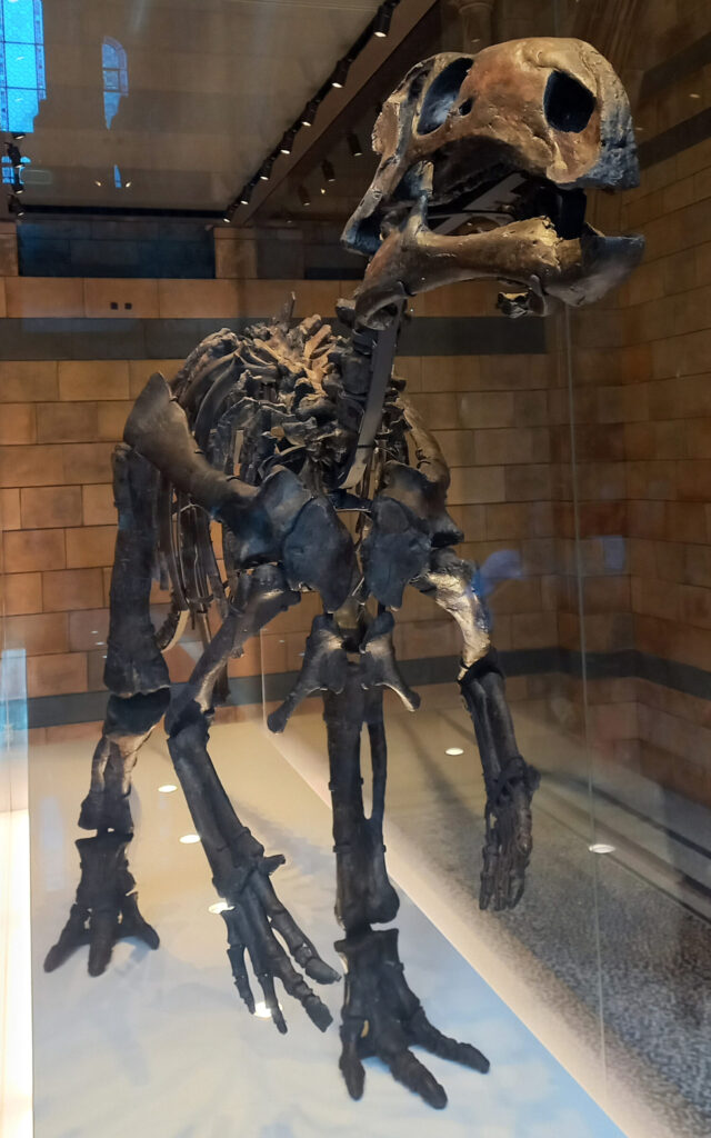 Esqueleto de Mantellisaurus, outro iguanodonte do sul da Inglaterra, no Museu de História Natural de Londres